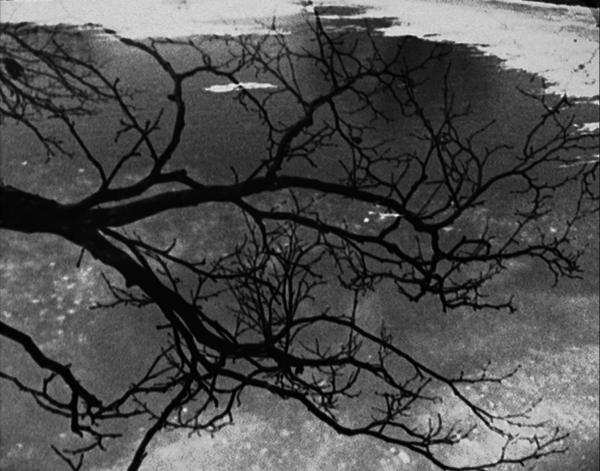 trees